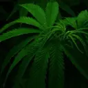 id690481860