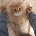 ssss_ssss
