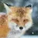 Roman_rubus5