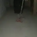 Gyurgigreh