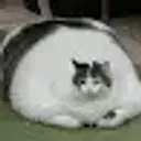 MaskedJD