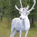 id757650867