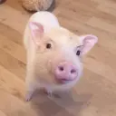 Молодой34664667