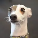 Mangustyan