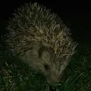 xirosi