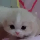 котенок