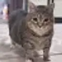 DisErSir