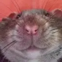 Lolz profile picture for @completely