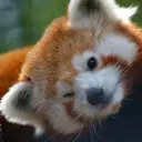 LuckyPandy