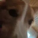 micro_chelik