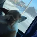 Брюс