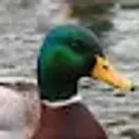DuckLR