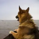 1zi4ka