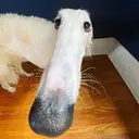 пашидзе