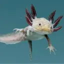 salamandra1