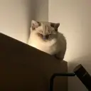 Dayfing