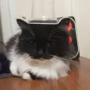 Дищрщп