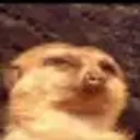 Lolz profile picture for @Galleta