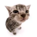 qqqqeow