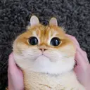 rootmode