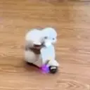 imngigd