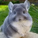 Shinshila