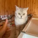 Муслим