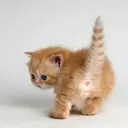 ZZZAAANNN