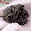 Velvet_leveret