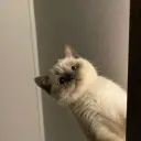oidarinoo