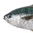 oggu