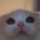 floori