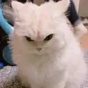 Auwwy