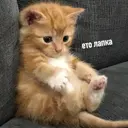 twignya