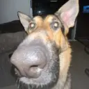 ponilinepon
