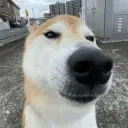 Bonixuy