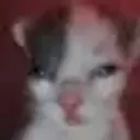 basdfkfgdf