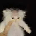 Pipisk