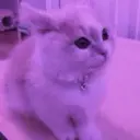 ace