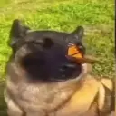 syntexboy
