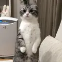 bledule