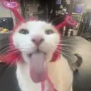 ilovefraud