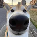 danchikzxc