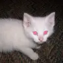 trap_trap_exe