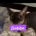Andreipussy
