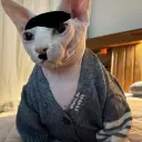 ЛысыйКотенька