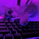 cheel_mix