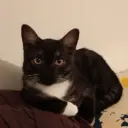 swensly