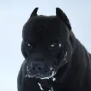 minnimmal