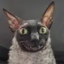 h1tch
